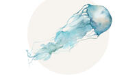 Blaue Qualle als Aquarellzeichnung