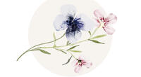 Zeichnung von Wiesenblume mit Blüten in Rosa und Blau