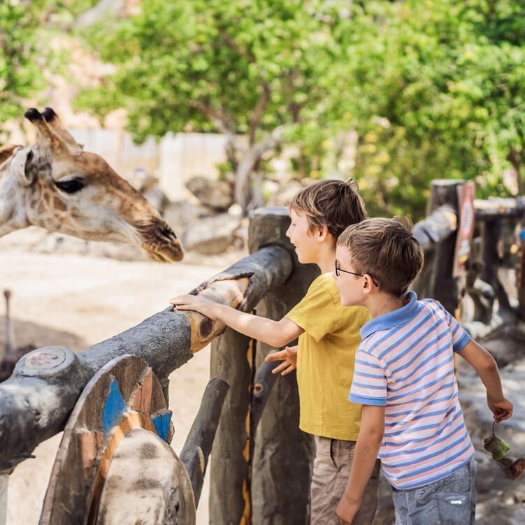 Safari-Tier Einladungskarten Für Kindergeburtstag - 20 Stück Mit Umschlägen, 10,2x15,2 Cm, Aus Festem Karton