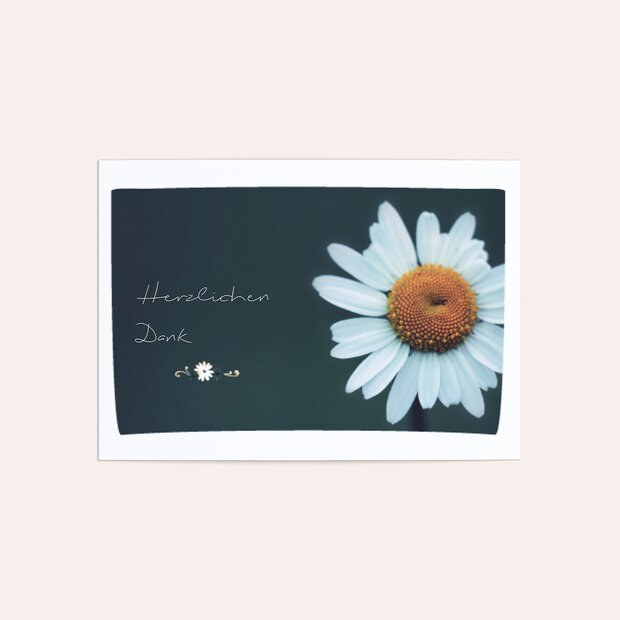 Trauerdanksagung - Margeriten